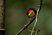 Wire-tailed Manakin (Pipra filicauda) male displaying at lek, Ecuador