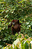 Mantled Howler Monkey (Alouatta palliata) in tree in lowland rainforest, Ecuador
