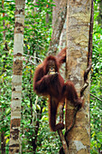 Orangutan (Pongo pygmaeus) juvenile feeding on fruit in tree, Camp Leakey, Tanjung Puting National Park, Borneo, Indonesia