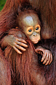 Orangutan (Pongo pygmaeus) mother and young, Camp Leakey, Tanjung Puting National Park, Borneo, Indonesia