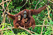 Orangutan (Pongo pygmaeus) female with juvenile and baby, Camp Leakey, Tanjung Puting National Park, Borneo, Indonesia