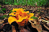 Fungus on forest floor, Tanjung Puting National Park, Borneo, Indonesia