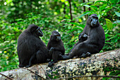 Celebes Black Macaque (Macaca nigra) females with young, Tangkoko Nature Reserve, northern Sulawesi, Indonesia