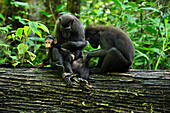 Celebes Black Macaque (Macaca nigra) females grooming, on with a baby, Tangkoko Nature Reserve, northern Sulawesi, Indonesia