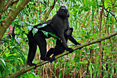 Celebes Black Macaque (Macaca nigra) mother with baby, Tangkoko Nature Reserve, northern Sulawesi, Indonesia