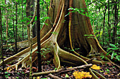 True Fig Shell (Ficus variegata) with buttress roots, Tangkoko Nature Reserve, northern Sulawesi, Indonesia