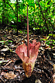 Arum (Amorphophallus sp) flowering on forest floor, Tangkoko Nature Reserve, northern Sulawesi, Indonesia