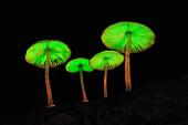 Fungus (Mycena sp) group glowing at night, Tangkoko Nature Reserve, northern Sulawesi, Indonesia