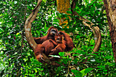 Sumatran Orangutan (Pongo abelii) mother with young sitting on liana, Gunung Leuser National Park, northern Sumatra, Indonesia