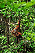 Sumatran Orangutan (Pongo abelii) sitting on leaf nest, Gunung Leuser National Park, northern Sumatra, Indonesia