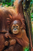 Sumatran Orangutan (Pongo abelii) mother with young, Gunung Leuser National Park, northern Sumatra, Indonesia