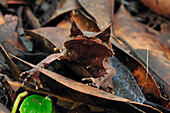 Asian Horned Frog (Megophrys nasuta) camouflaged in leaf litter, Gunung Leuser National Park, northern Sumatra, Indonesia