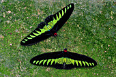 Rajah Brooke's Birdwing (Trogonoptera brookiana) butterfly males, Cameron Highlands, Malaysia