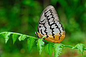 Pallid Faun (Melanocyma faunula) butterfly, Cameron Highlands, Malaysia