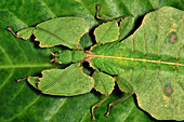 Walking Leaf (Phylliidae) mimicking leaf, Cameron Highlands, Malaysia