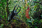 Atlas Beetle (Chalcosoma caucasus) in rainforest, Cameron Highlands, Malaysia