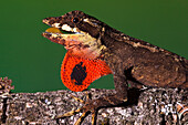 Anolis Lizard (Anolis sp) male extending dewlap, northwest Ecuador
