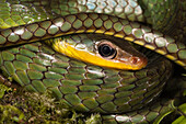 Green Racer (Chironius exoletus), Mindo Cloud Forest, Ecuador