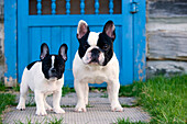 French Bulldog (Canis familiaris) adult and puppy