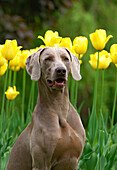 Weimaraner (Canis familiaris)