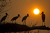 Jabiru Stork (Jabiru mycteria) parent and chicks silhouetted at sunset, Pantanal, Brazil