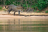 Jaguar (Panthera onca) walking on riverbank, Cuiaba River, Brazil