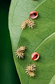 Atlas Moth (Attacus atlas) newly hatched caterpillars, Kuching, Borneo, Malaysia