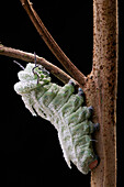 Atlas Moth (Attacus atlas) caterpillar, Kuching, Borneo, Malaysia