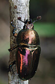 Stag Beetle (Lamprima sp) female, Bilogai, Indonesia