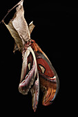 Atlas Moth (Attacus atlas) male allowing its wings to expand and harden after merging from cocoon, Kuching, Borneo, Malaysia, sequence 4 of 5