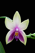 Orchid (Phalaenopsis bellina) flower, Kuching, Borneo, Malaysia