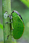 Katydid (Dysmorpha obesa), Gunung Mulu National Park, Malaysia
