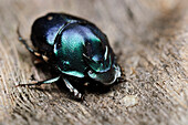 Dung Beetle (Proagoderus schwaneri) male, Bintulu, Borneo, Malaysia