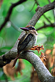 Lilac-cheeked Kingfisher (Cittura cyanotis), Tangkoko Nature Reserve, Sulawesi, Indonesia