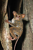 Spectral Tarsier (Tarsius tarsier) climbing tree at night, Tangkoko Nature Reserve, Sulawesi, Indonesia