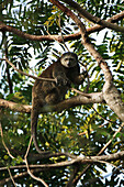 Bear Cuscus (Ailurops ursinus) in tree, Tangkoko Nature Reserve, Sulawesi, Indonesia