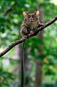 Spectral Tarsier (Tarsius tarsier), Tangkoko Nature Reserve, Sulawesi, Indonesia