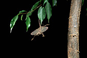 Dusky Gliding Lizard (Draco obscurus) gliding, Fairy Cave, Bau, Malaysia