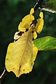 Javanese Leaf Insect (Phyllium bioculatum), Bogor, Indonesia