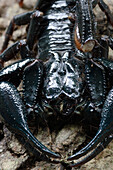 Asian Forest Scorpion (Heterometrus longimanus), Kuching, Borneo, Malaysia