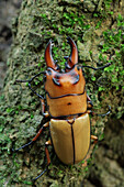 Stag Beetle (Prosopocoilus occipitalis) male, Kuching, Borneo, Malaysia