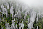 Limestone pinnacles on the upper slopes of Mount Api, Gunung Mulu National Park, Malaysia