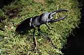 Stag Beetle (Odontolabis sp) in defensive posture, Crocker Range, Malaysia