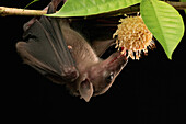 Lesser Dawn Bat (Eonycteris spelaea) feeding on nectar, Bukit Sarang Conservation Area, Bintulu, Borneo, Malaysia