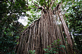 Spotted Fig (Ficus virens) tree that is parasatizing two trees showing aerial roots, Curtain Fig National Park, Atherton Tableland, Queensland, Australia