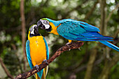 Blue and Yellow Macaw (Ara ararauna) pair billing, South America