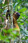 Lumholtz's Tree-kangaroo (Dendrolagus lumholtzi) in tree, North Queensland, Queensland, Australia