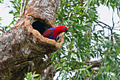 Eclectus Parrot (Eclectus roratus) female emerging from nest cavity, Cape York Peninsula, North Queensland, Queensland, Australia