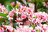 Plumeria (Plumeria sp) flowers, Australia