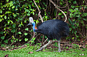 Southern Cassowary (Casuarius casuarius) female, Moresby Range National Park, Queensland, Australia